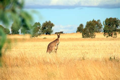 Wheatbelt Landscape The Divining Tool