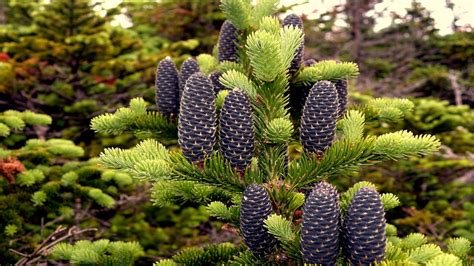 Balsam Fir Trees Kenmerken Uses Bushcrafting Applications