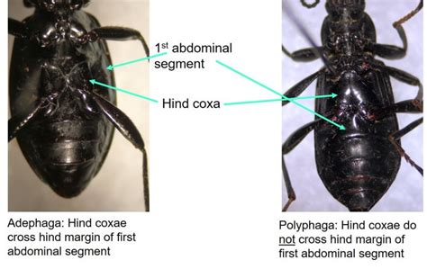 Coleoptera Introduction Unbc Biol 322 Entomology