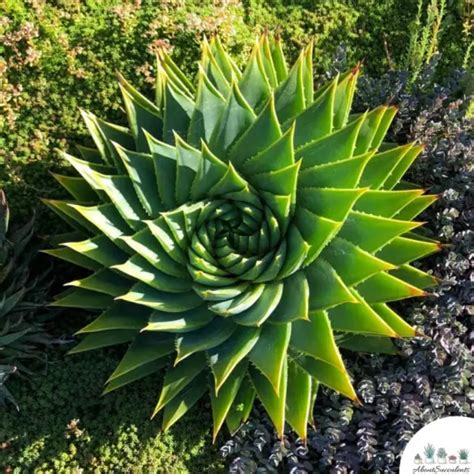 Aloe Polyphylla Spiral Aloe Grow Care And Propagate About Succulents