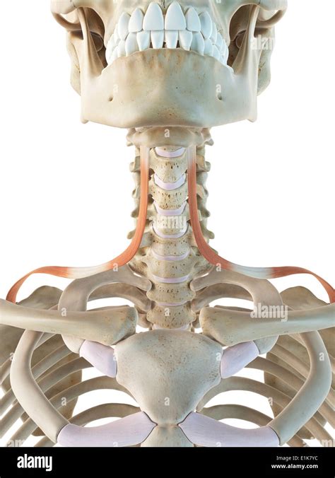 Omohyoid Muscle Inferior Belly