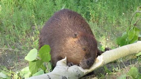 Beaver Chews Through Thick Poplar Limb In 45 Seconds Jukin Licensing