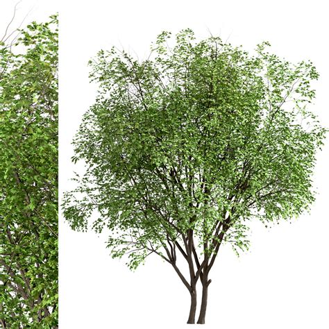 ArtStation - Set of Silver Maple Trees (Acer Saccharinum) (2 Trees