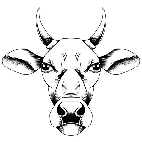 Cow head vector illustration 23368349 Vector Art at Vecteezy