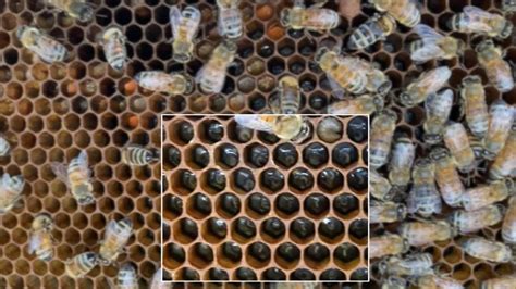 Very Up Close Look Inside Bee Hive Normal Hive Inspection And What To