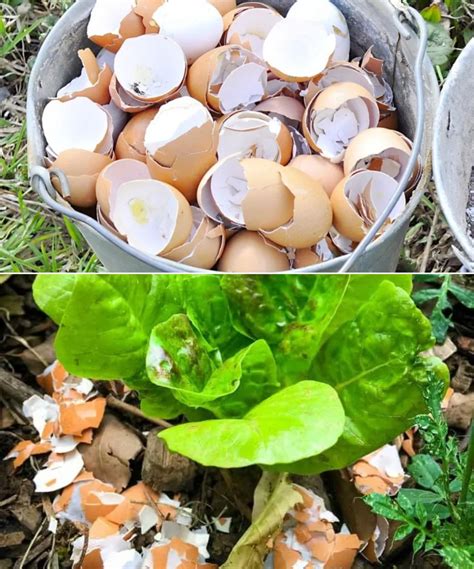 15 Brilliant Uses For Eggshells In The Home Garden How To Eat Them