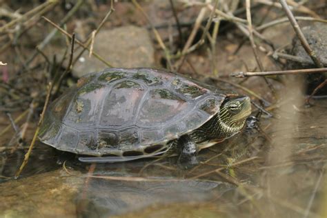 Common Thread Turtle In April By Grover J Brown Inaturalist