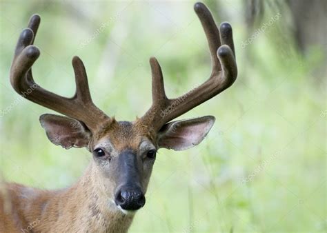 Buck Whitetail Deer — Stock Photo © Brm1949 1989573