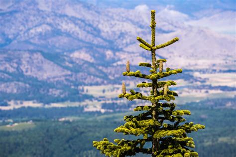 Free Silvertip Fir Stock Photos Download The Best Free Silvertip Fir