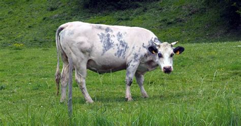 Digestion voici ce qu il se passe dans la panse des vaches Ça m