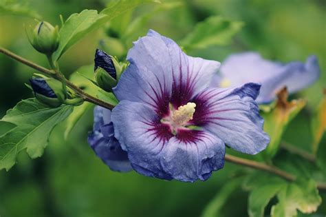 Hibiscus Flower Meaning Symbolism Best Flower Site