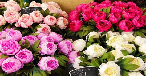 Peony (Guide to Growing & Caring for Peonies) - GIY Plants