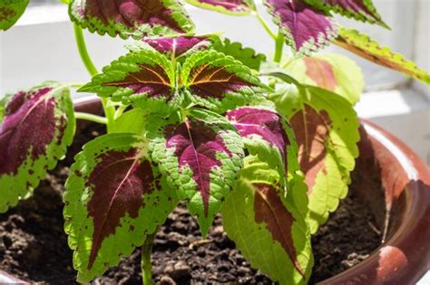 Planta Em Casa Folhas Vermelhas E Verdes Foto Premium