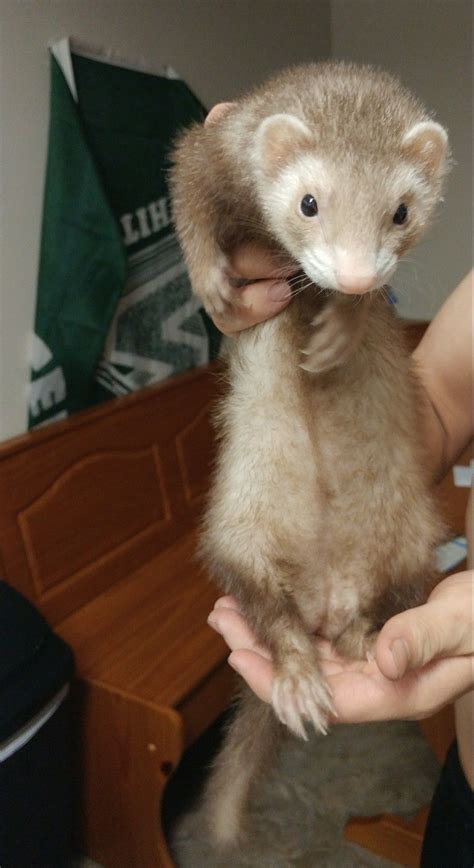 Pin By Rihan I Wong V On Hurones Pet Ferret Funny Ferrets Cute