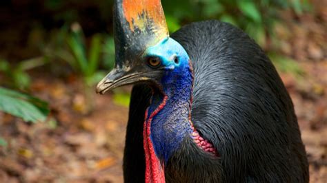 Jurong Bird Park In Singapore Expedia