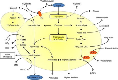 Overview Of Saccharomyces Metabolic Activities Influencing Beer Quality