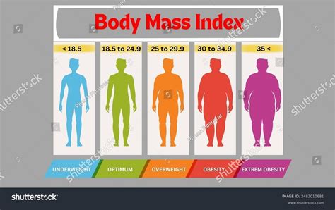 Body Mass Index Bmi Classification Vector Stock Vector Royalty Free