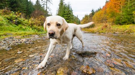 Best dogs for hiking: top 10 breeds to hit the trail with | PetsRadar