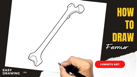 How To Draw Femur Easy Femur Drawing YouTube