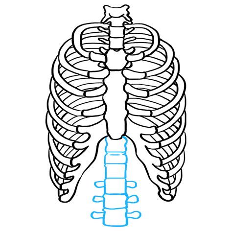 Skeleton Rib Cage Drawing Easy Drawing Word Searches