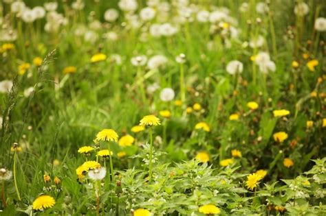 Premium Photo Dandelion Flowers With Leaves In Green Grass