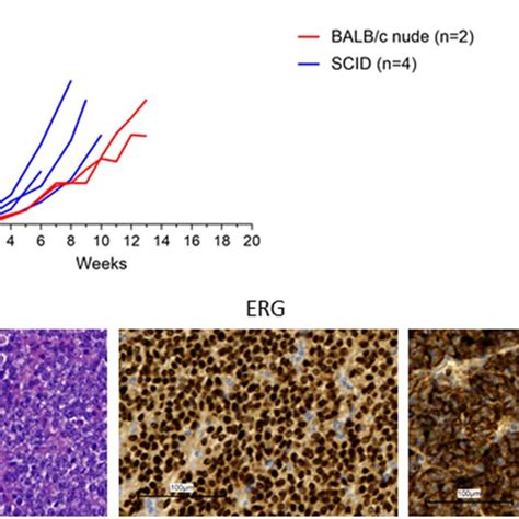 Growth In BALB C Nude Mice A Growth Curves Of PDX Passage 5 In SCID