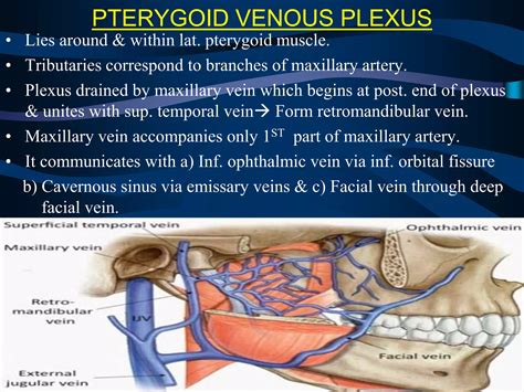 Surgical Anatomy Of Infratemporal Fossa By Dr Aditya Tiwari Ppt