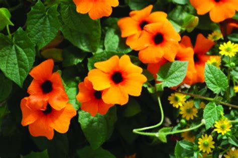 Sunny Susy Red Orange Thunbergias Thunbergia Boutures Zyromski