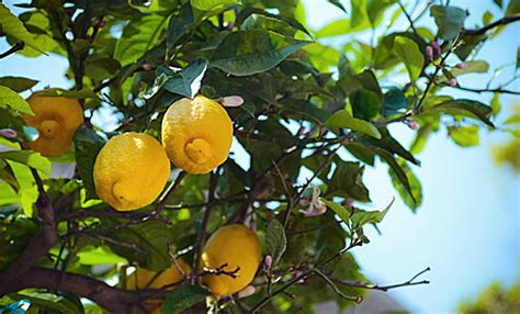 Pianta Del Limone Come Eliminare La Cocciniglia Agripi