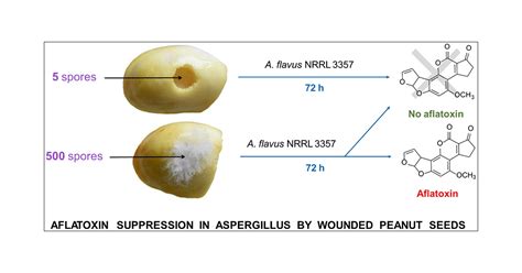 Inhibition Of Aflatoxin Formation In Aspergillus Species By Peanut