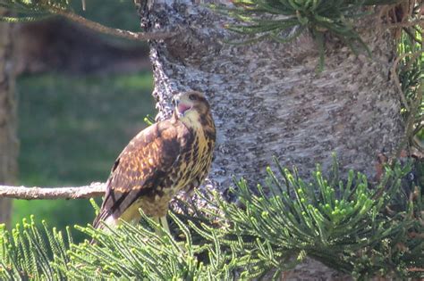 Foto gavião asa de telha Parabuteo unicinctus Por Guilherme S Wiki