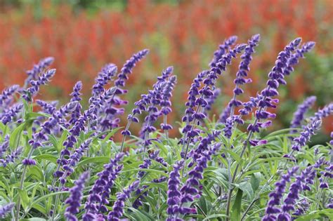 Salvia leucantha (Mexican Bush Sage): Care and Growing Guide