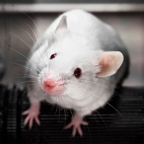 Royalty Free Lab Mice Pictures, Images and Stock Photos - iStock