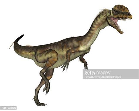 75 Dilophosaurus High Res Illustrations Getty Images