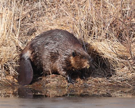 Definitive Guide To North American Beaver Facts, Habitat, Conservation ...