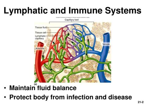 PPT Chapter 21 Lymphatic And Immune Systems PowerPoint Presentation