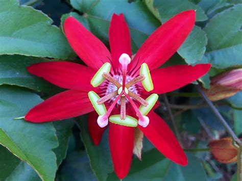 Crimson Passion Flower · Free Photo On Pixabay