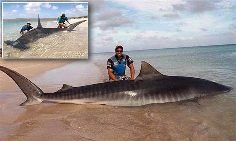 Wa Fishermen Parade Sharks They Caught Standing On The Beach Daily