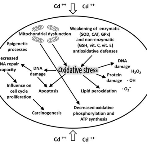 Pdf The Effects Of Cadmium Toxicity