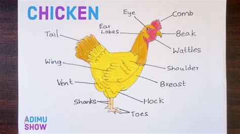 Labeled Diagram Of A Chicken Chicken Drawing Drawing Skills Biology