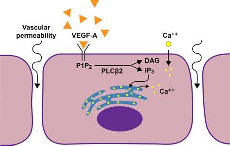 Novel Target For Limiting Vegf A Vascular Endothelial Growth Factor A