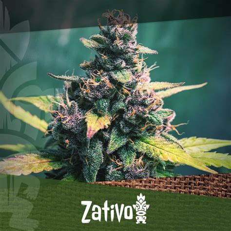 Why Does Cannabis Turn Purple Zativo