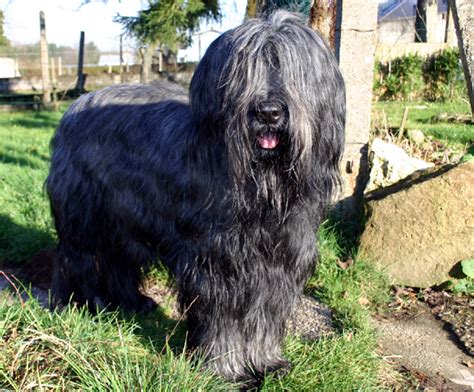 Chien Berger de Brie Ollie noir Du coeur des trésors