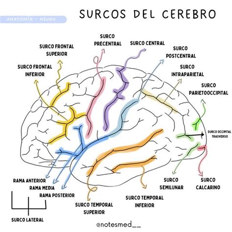 SURCOS DEL CEREBRO Notes Med UDocz