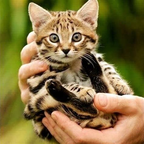 The Black Footed Cat The Smallest Cat In Africa Aww African Wild