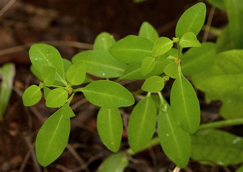 Flora Of Zambia Species Information Individual Images Euphorbia