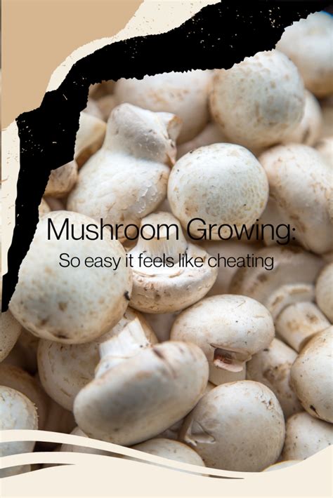 Mushroom Growing: So easy, it feels like cheating!