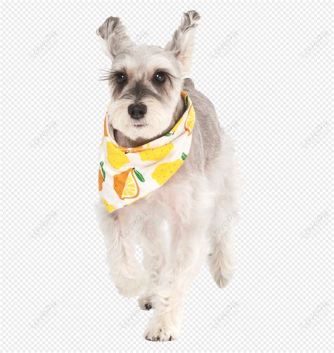 Schnauzer PNG Images With Transparent Background | Free Download On Lovepik