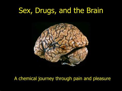 Ppt Sex Drugs And The Brain Powerpoint Presentation Free Download