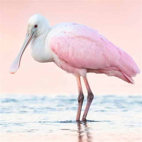 Roseate Spoonbill Bird Photography Florida Birds Fine Art - Etsy